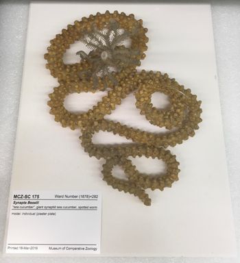 Media type: image;   Special Collections 175